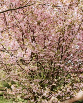 Wiosna na Cichej właśnie się zaczęła 🌸 
#cicha23 #wiosna